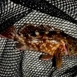 テトラ周りに∞