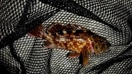 テトラ周りに∞