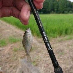 日淡と遊ぶ、のどかな夏休み!