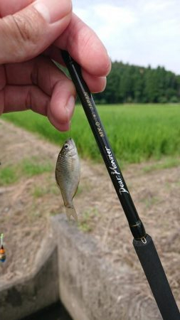 日淡と遊ぶ、のどかな夏休み!