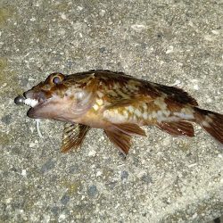 夜中のショアジギング