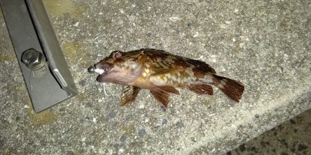 夜中のショアジギング