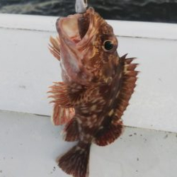 ガシラ4 タコ1 サバ1