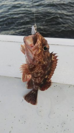 ガシラ4 タコ1 サバ1