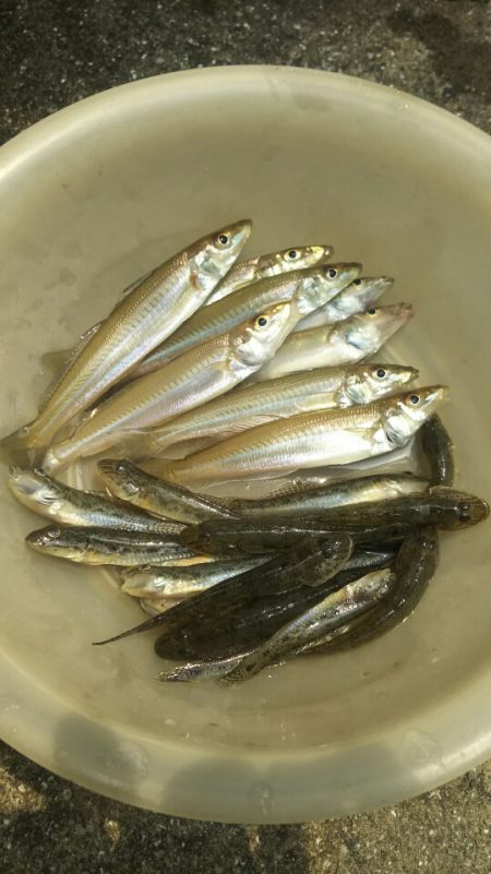 【汐入川河口】キス調査