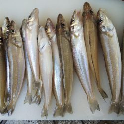 大塩海岸でキス釣り