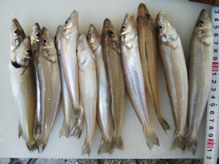 大塩海岸でキス釣り