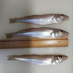 大塩海岸キス釣り