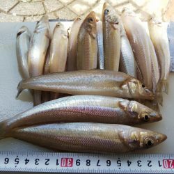 苅屋海岸のキス釣り