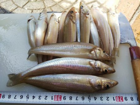 苅屋海岸のキス釣り