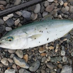 キジハタ狙いで3目