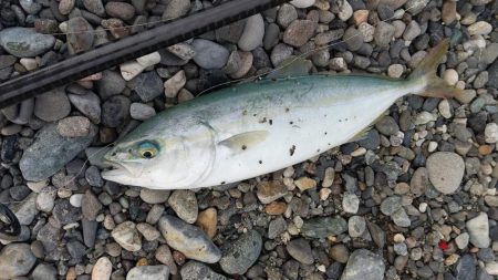 キジハタ狙いで3目