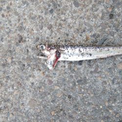 アジング、アジでかい