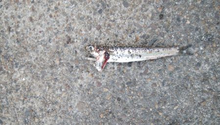 アジング、アジでかい