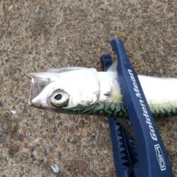 今日もデカアジ