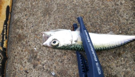 今日もデカアジ