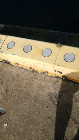 アジング＆青物調査