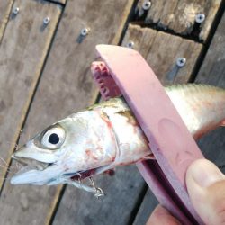 サバ、さば、鯖、SABA・・・∞