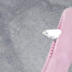 タチウオ調査後にアジング