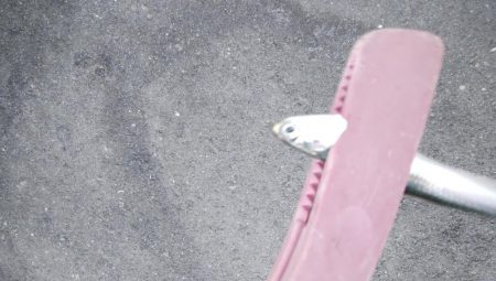 タチウオ調査後にアジング