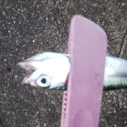 今日もアジングからサバゲー