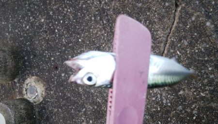 今日もアジングからサバゲー