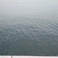 シロギスに出会えたが……