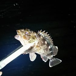 アジ釣り ガシラ釣り