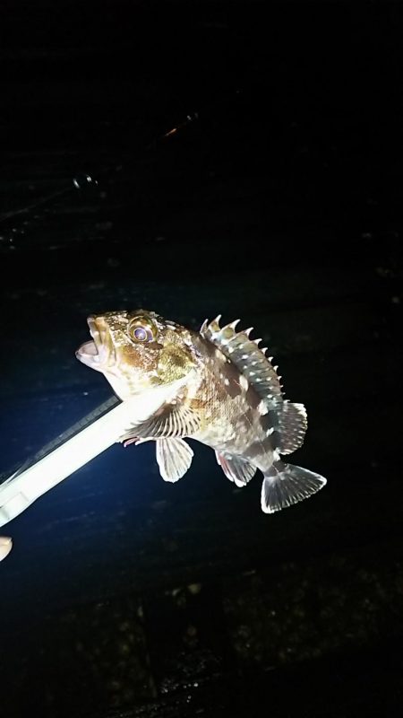 アジ釣り ガシラ釣り