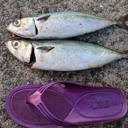 激渋ケンサキイカとデカサバ