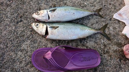 激渋ケンサキイカとデカサバ