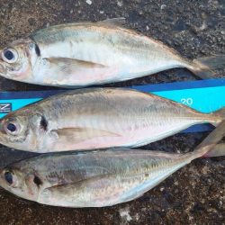 神戸7防アジングかなり良いです!