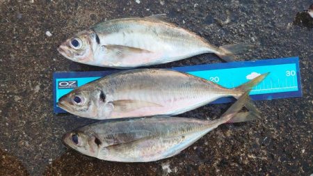 神戸7防アジングかなり良いです!