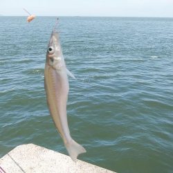 高砂初ポイント釣行