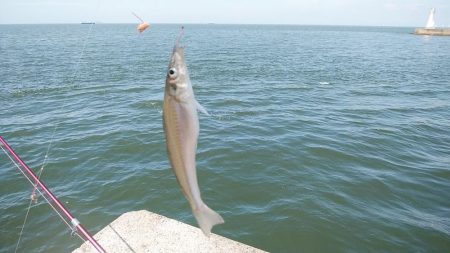 高砂初ポイント釣行