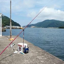 津居山港小島岸壁のキス