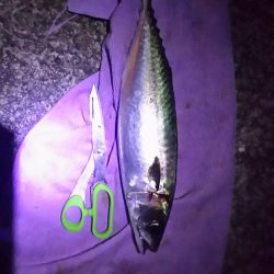 帰省に大サバ釣って持って行くわ！と言ったものの・・・