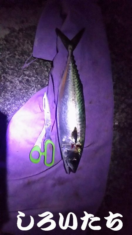 帰省に大サバ釣って持って行くわ！と言ったものの・・・