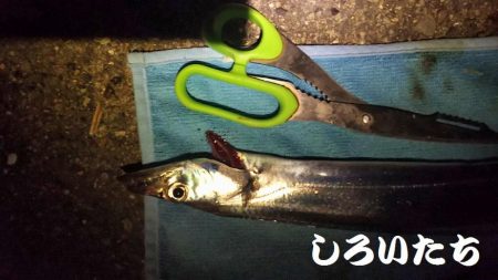 サバいなかった。。。