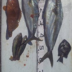 灼熱底カゴ釣りで多魚種ゲット～