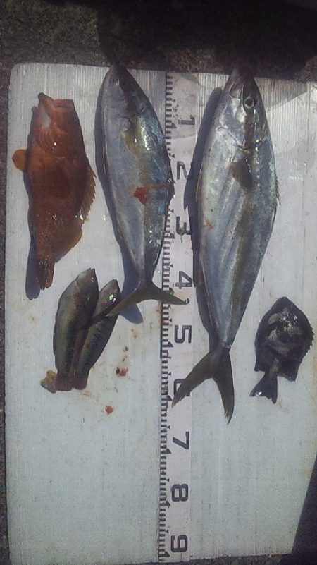 灼熱底カゴ釣りで多魚種ゲット～