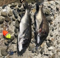 朝イチ のちサバサバサバ