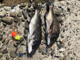 朝イチ のちサバサバサバ