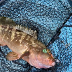 エビラバ&落とし込み釣行