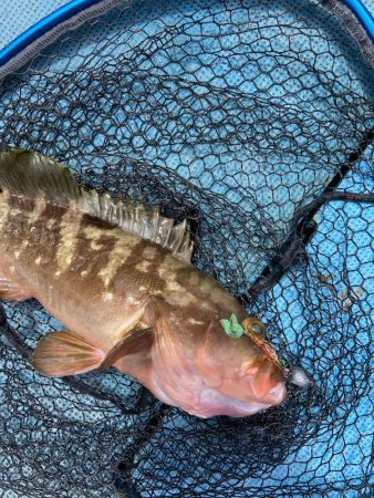 エビラバ&落とし込み釣行