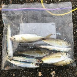 青物不在！アジ渋め