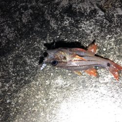 金魚かと思った!