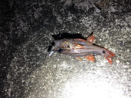 金魚かと思った!