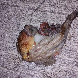 夏いかエギング