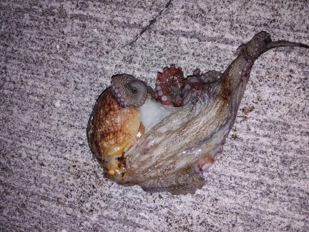 夏いかエギング